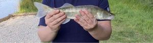 Zander