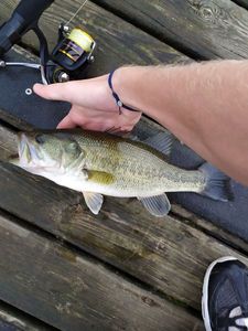 Largemouth Bass
