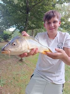 Common Carp