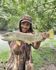 Brown Trout