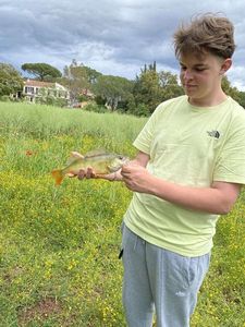 Yellow Perch