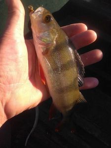 European Perch