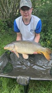 Common Carp
