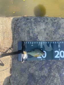 Green Sunfish