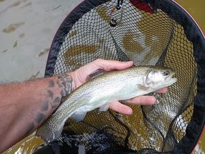 Brown Trout