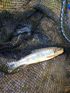 Brown Trout