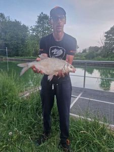 Common Bream