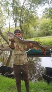 Northern Pike