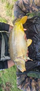 Leather Carp
