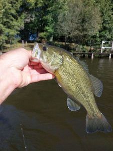 Largemouth Bass