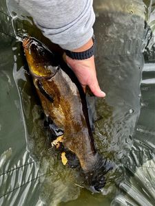 Tench