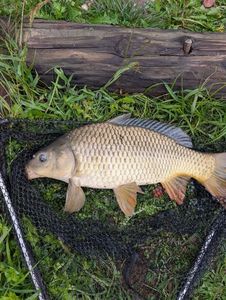 Common Carp
