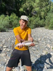 Rainbow Trout