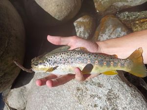 Brown Trout