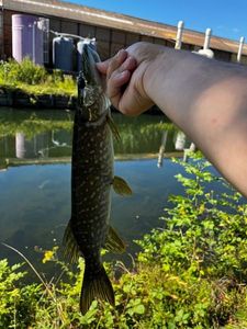 Northern Pike