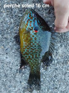 Green Sunfish
