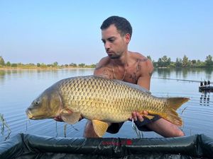 Common Carp