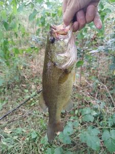 Largemouth Bass