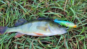 European Perch