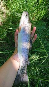 Rainbow Trout