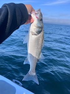 European Bass (Seabass)