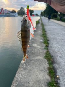 European Perch