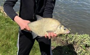 Common Bream