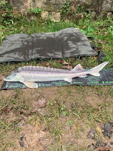 Starry Sturgeon