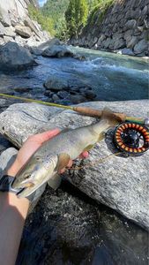 Brown Trout
