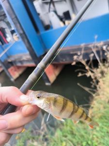 European Perch