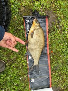 Common Bream