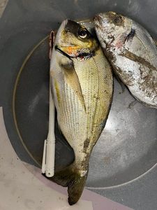 Gilthead Seabream