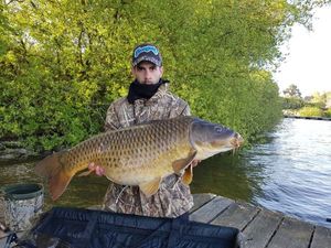 Common Carp