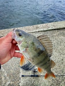 European Perch
