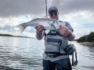 European Bass (Seabass)