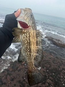 Red Grouper