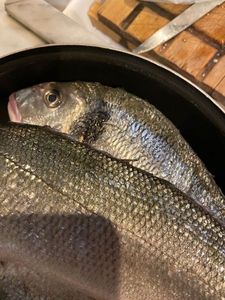 Gilthead Seabream
