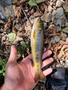 Brown Trout