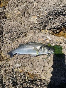 European Bass (Seabass)