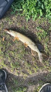 Northern Pike
