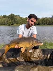 Mirror Carp