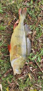 European Perch