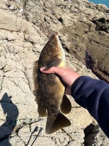 Ballan Wrasse