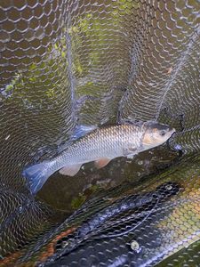 Chub caught by mic Fish