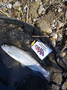 Rainbow Trout