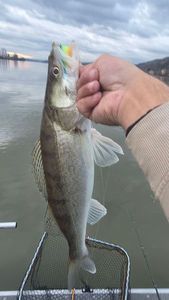 Zander