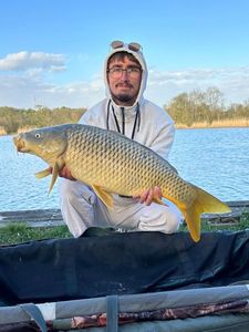 Common Carp