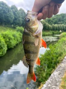 European Perch