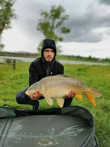 Common Carp