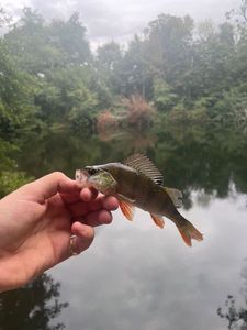 European Perch